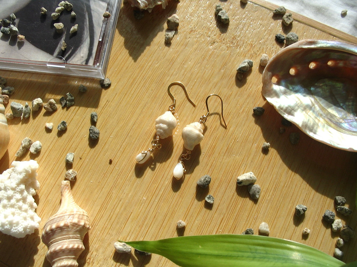 Conch Shell Earrings